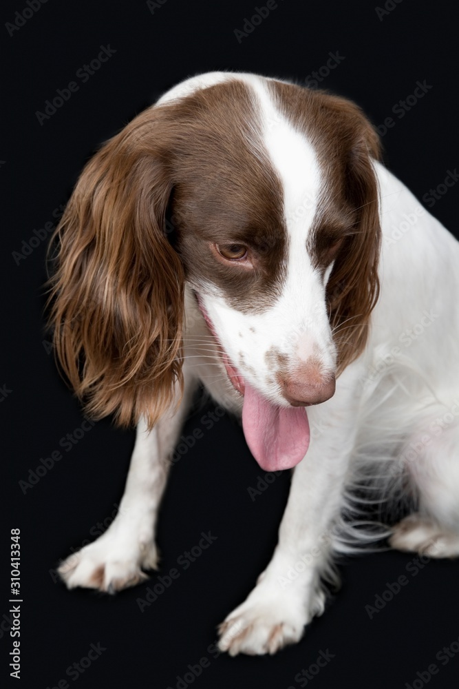 Closeup Of English Springer Spaniel