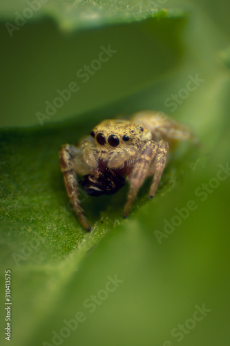 tiny spider on leaf closeup