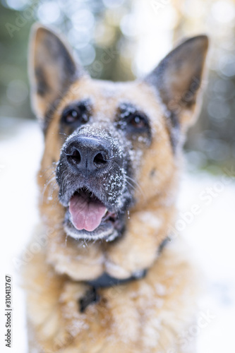 Funny German Shepherd Dog in Winter
