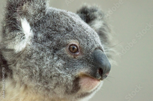 Koala © Jakub