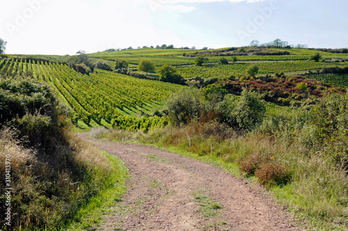 weinberge bei siefersheim photo