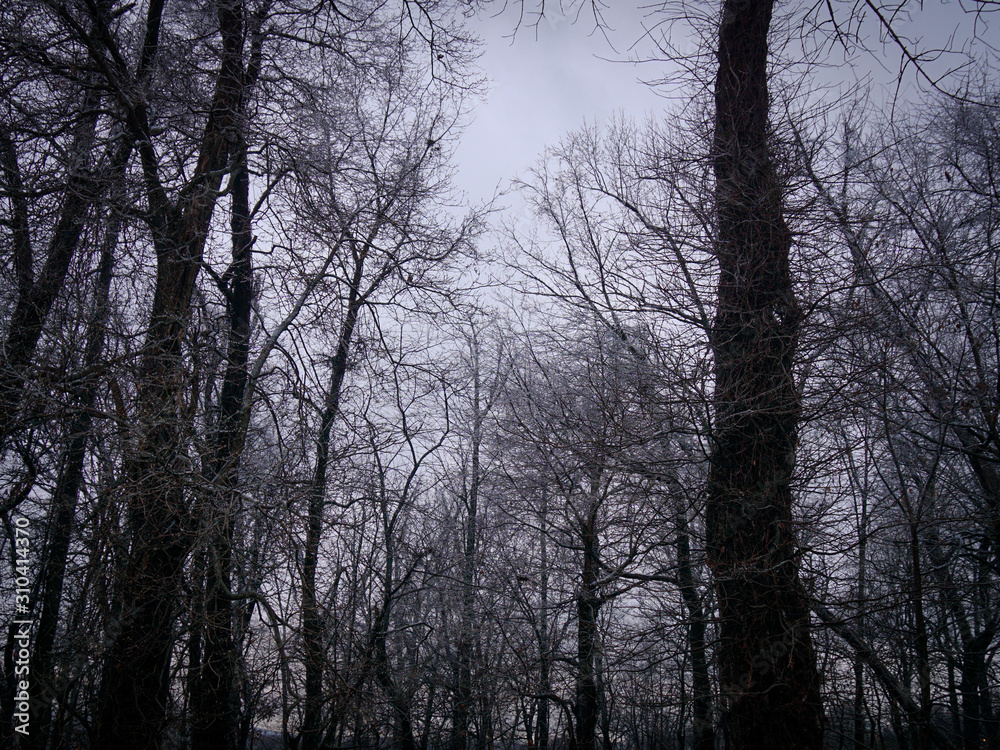 Bare trees in the winter Bare trees in the winter
