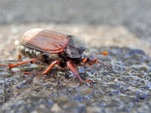 bug © Bojan Bonifacic