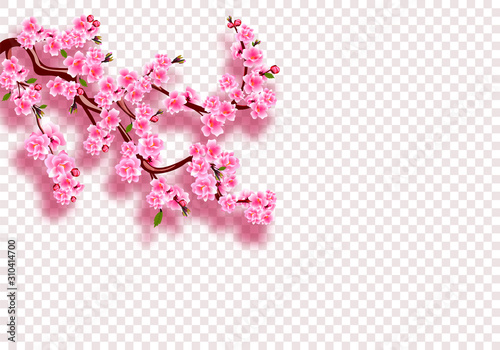 Sakura. Branches with pink flowers, leaves and buds with shadow. On a transparent background. illustration