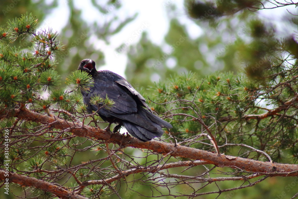 Obraz premium bird crow