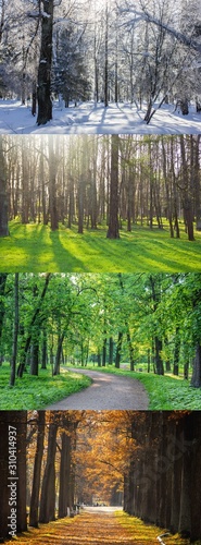 Collage seasons . All season. Seasons in one photo. Winter spring summer autumn. Tree branch. Grass with dew. Nature.