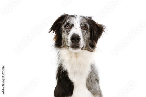 Portrait attentive blue merle border collie looking at camera, Isolated on white background. © Sandra