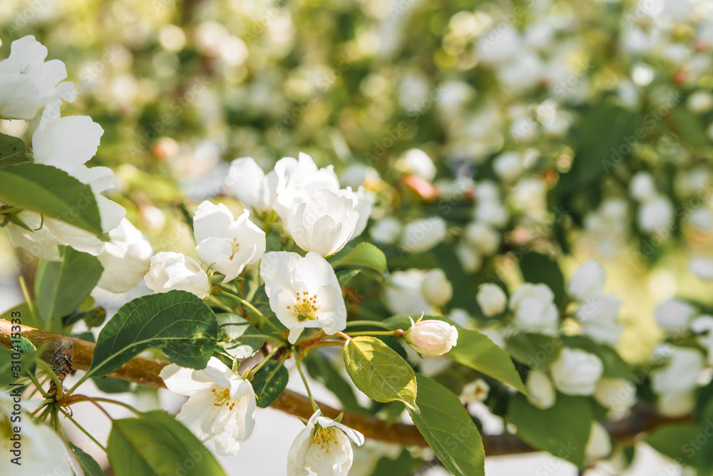 Apple blossom against the background of nature in spring white flowers in the sun Apple blossom against the background of nature in spring white flowers in the sun