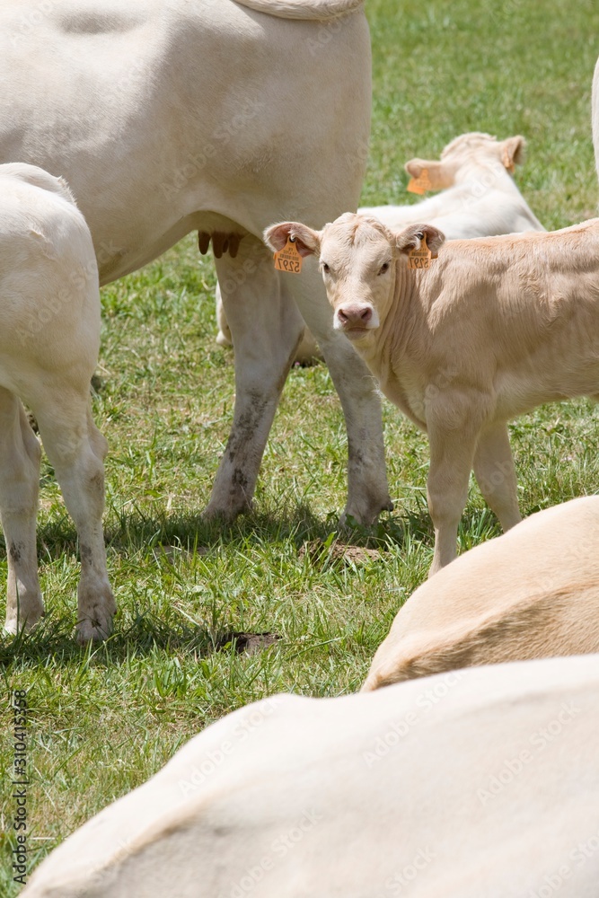 Obraz premium 17980078