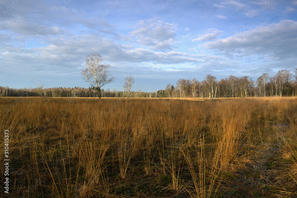 Fototapeta premium Duvenstedter Brook 2