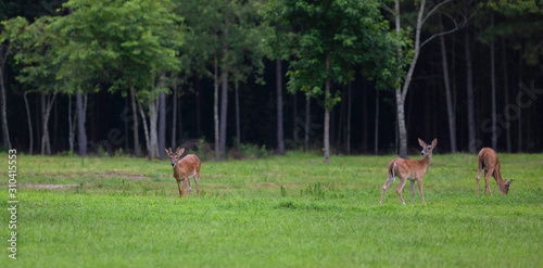 Three whitetail deer looking for food