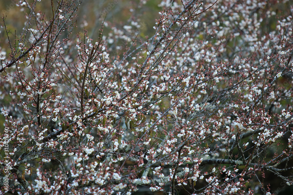 Cherry Blossom or Sakura flower on nature background in garden,Beautiful Cherry Blossom flower with branch and Cherry Blossom or Sakura flower on nature background in garden,Beautiful Cherry Blossom flower with branch and