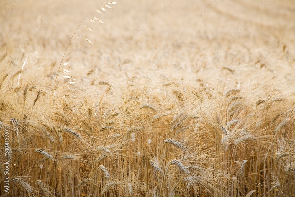 Fototapeta premium 17980038