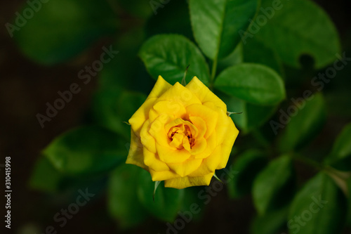 yellow rose on green background