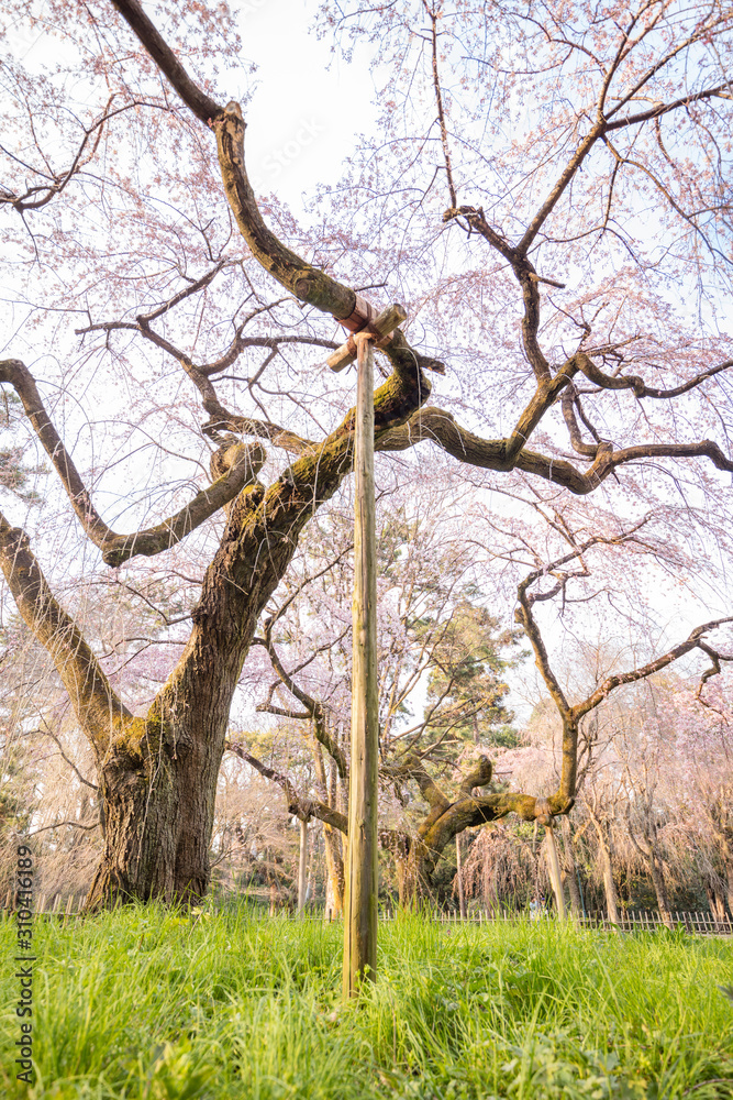 Obraz premium 京都府 近衛邸跡 桜
