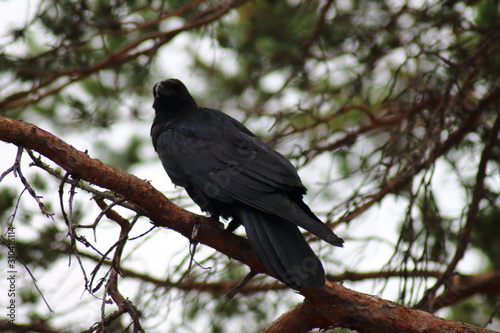bird crow