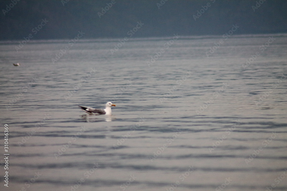 Baikal seagull
