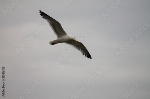 Baikal seagull