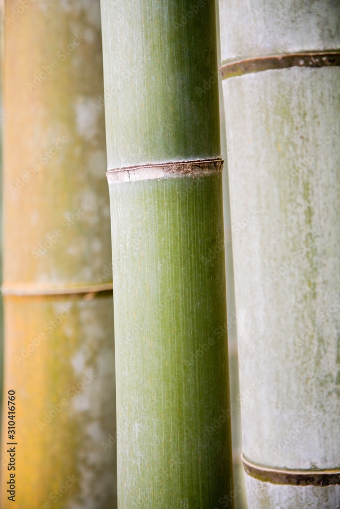 Fototapeta premium 17640036