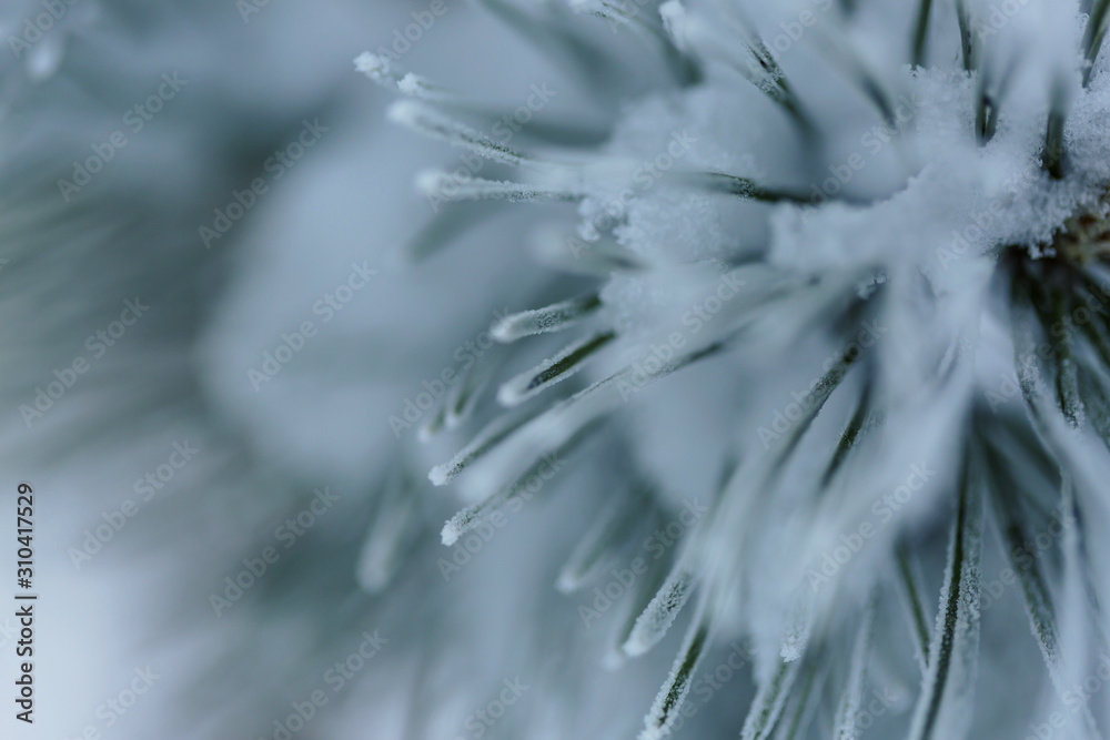 Fototapeta premium Mrożona sosna