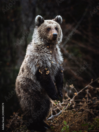 Alerted European brown bear...