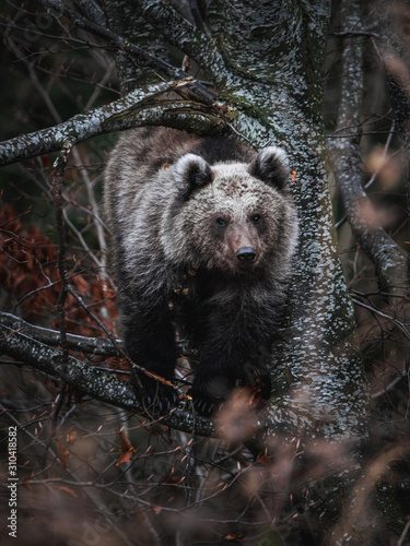 European brown bear looking...