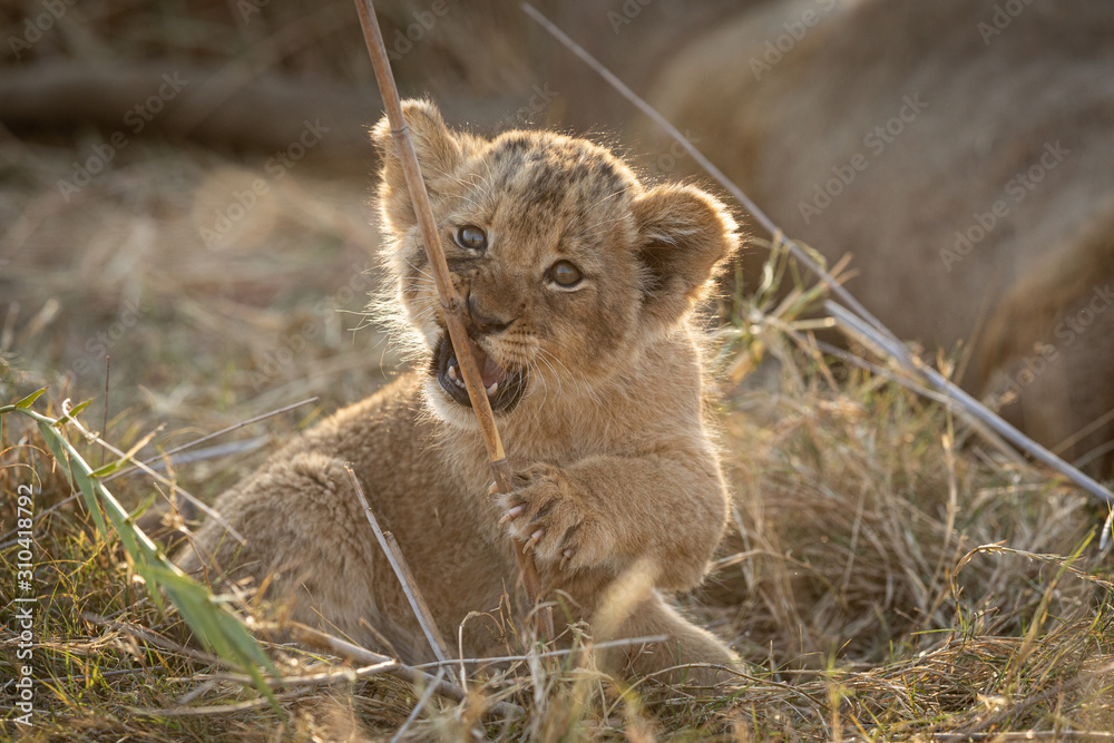Fototapeta premium Small Lion cub chewing a stick, South Africa