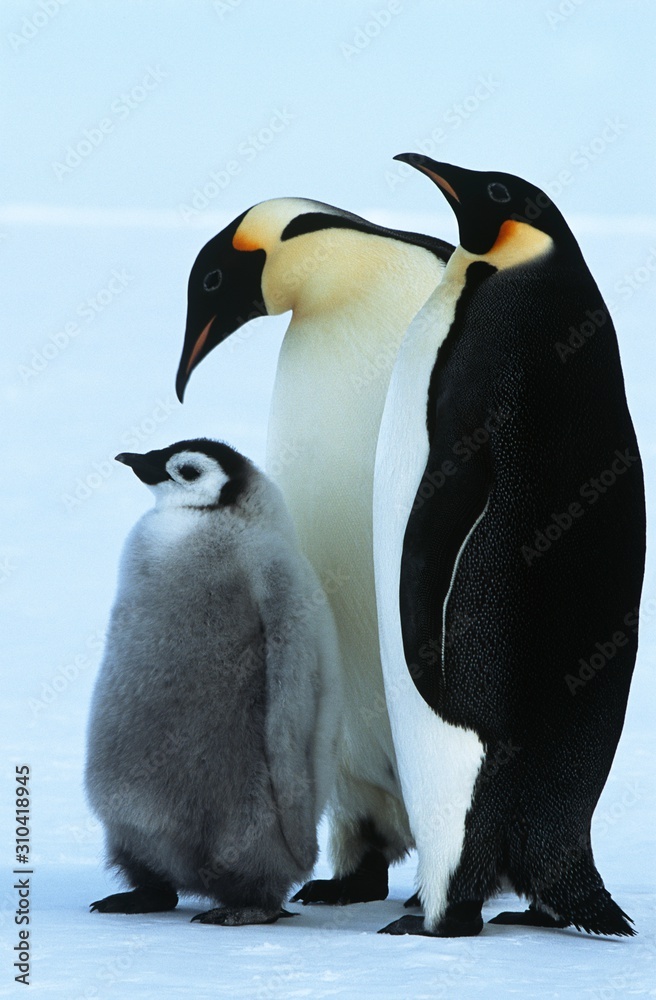 Fototapeta premium 15260161