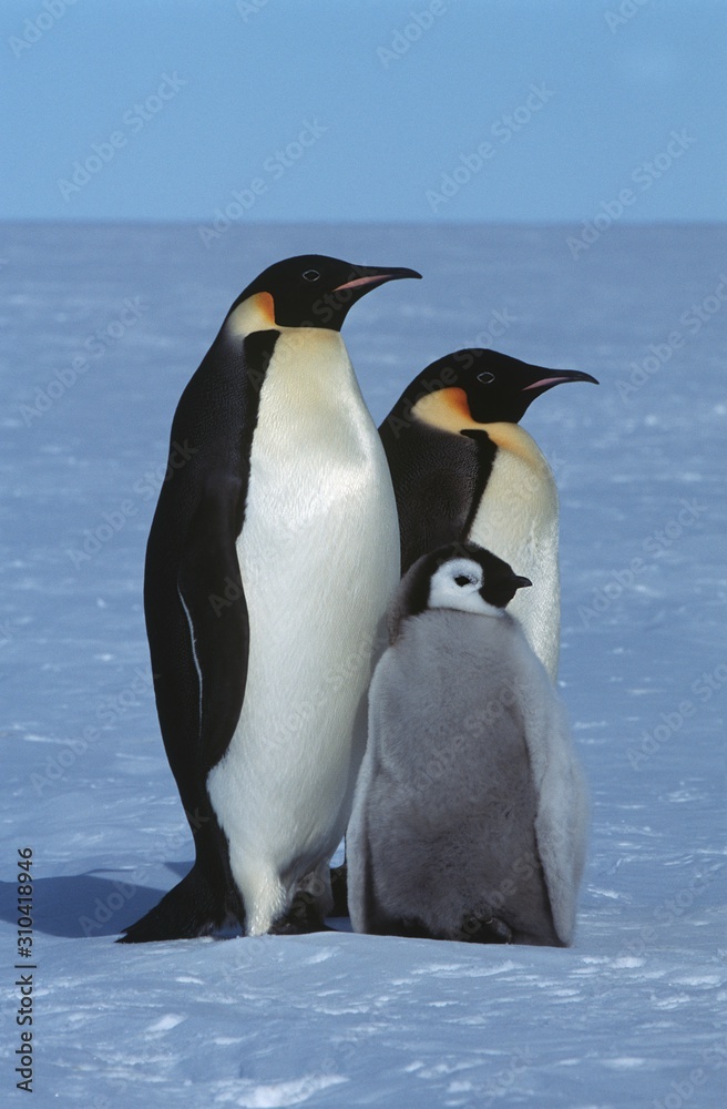 Fototapeta premium 15260162