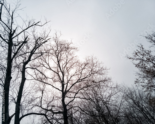 Leafless trees background - bare tree branches and the cloudy sky