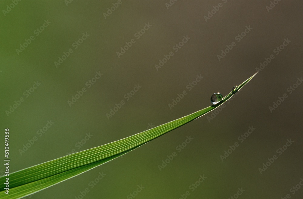 Obraz premium 15260118