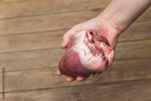 Heart (pig heart) in hand for cardiology concept