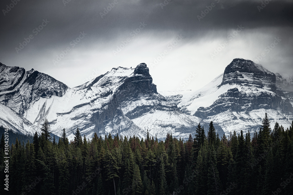 Snowy rocky mountains with pine forest in gloomy