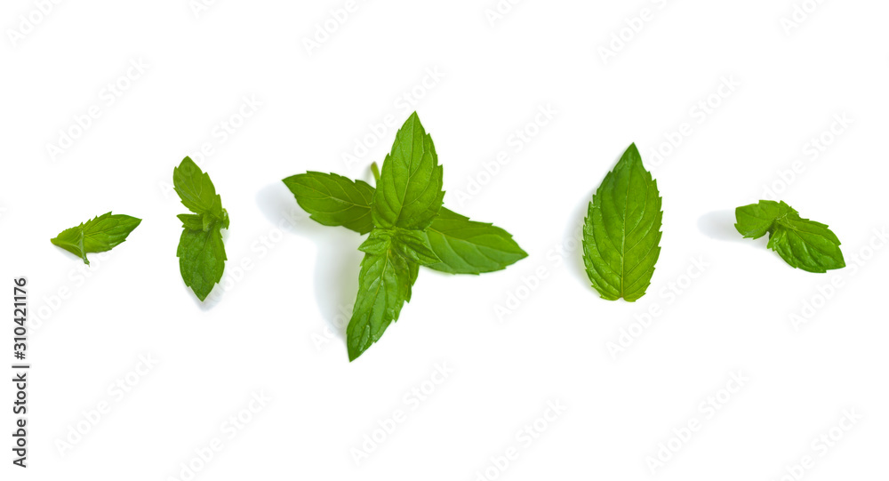 Fototapeta premium Fresh mint leaves. Mint on isolated white background