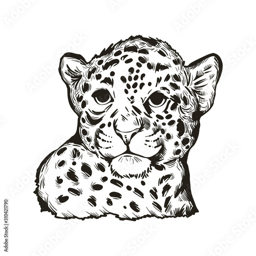 Jaguar baby tabby portrait closeup of animal isolated sketch t-shirt print monochrome design. Panthera fauna. Wildlife big mammal with furry coat. Feline cat with snout, vector hand drawn illustration