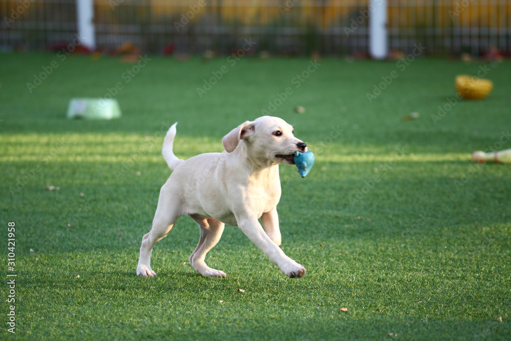 Happy puppies in a private playground Happy puppies in a private playground