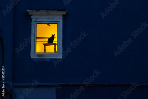 Silhouette cat on wooden table at window © goldquest