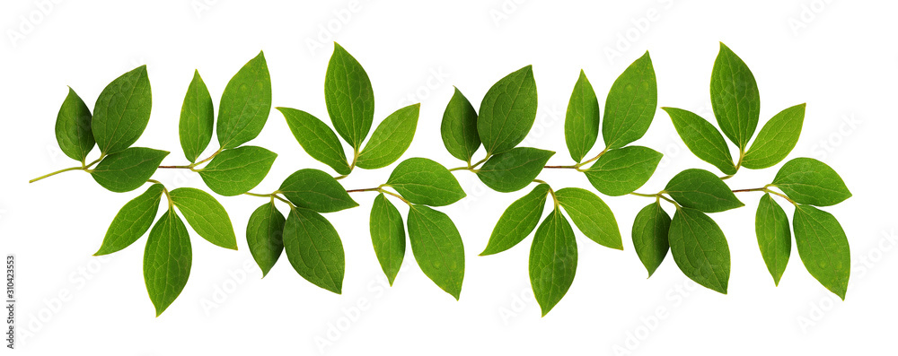 Twigs of green leaves in a line arrangement