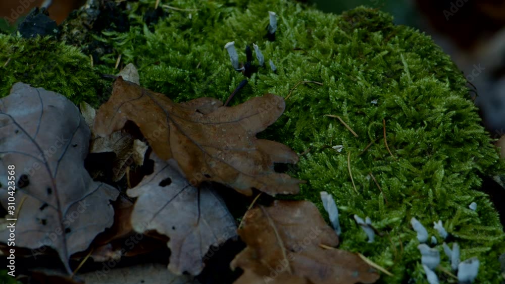 close up of moss leaves autumn forest floor with insects close up of moss leaves autumn forest floor with insects