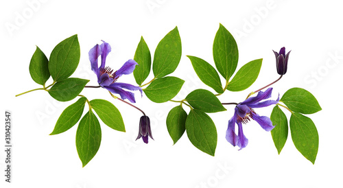 Twigs of clematis green leaves and purple flowers in a line arrangement