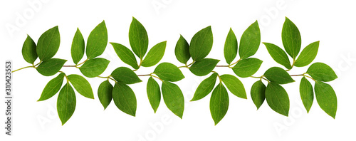 Twigs of green leaves in a line arrangement photo