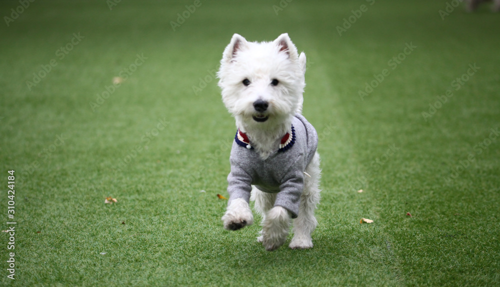 Happy puppies in a private playground Happy puppies in a private playground