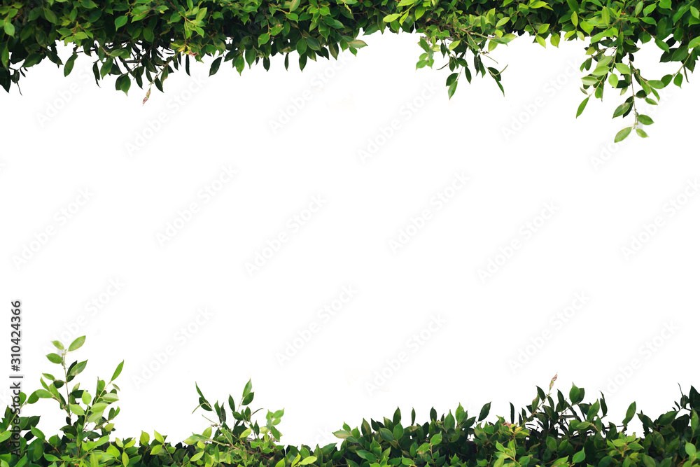 Fototapeta premium Green leaves frame, clean white backdrop, write text.