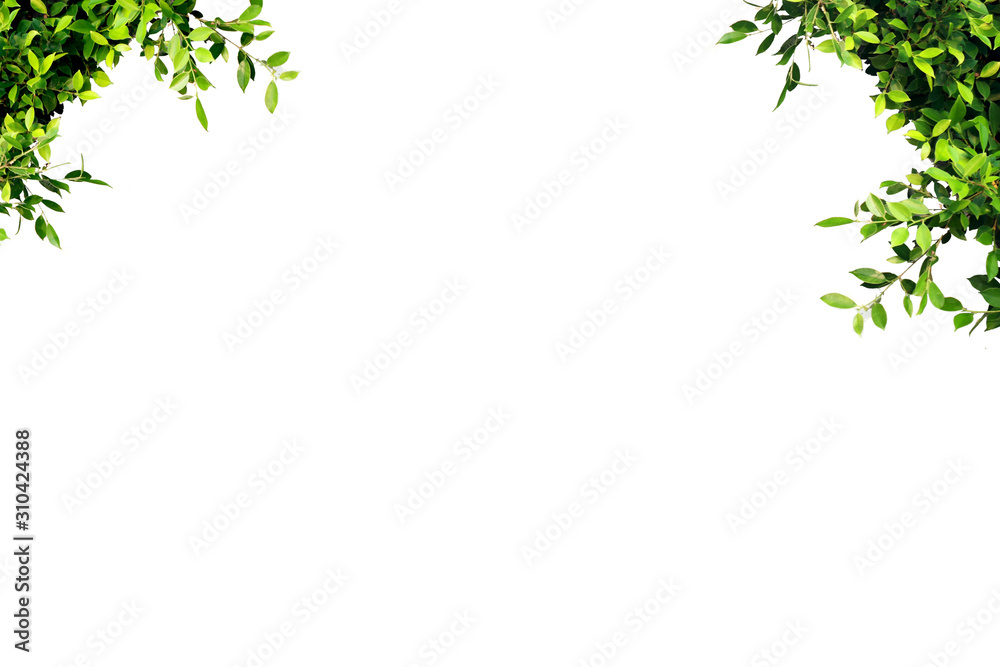 Green leaves frame, clean white backdrop, write text. Green leaves frame, clean white backdrop, write text.