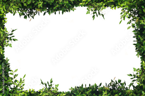 Green leaves frame, clean white backdrop, write text.