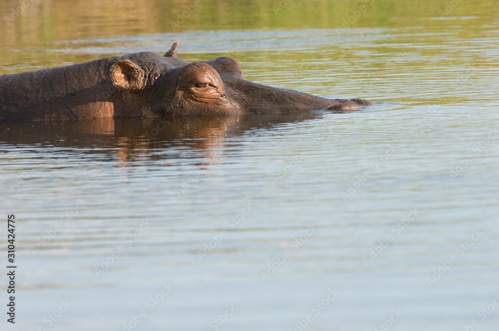 Fototapeta premium 14480007