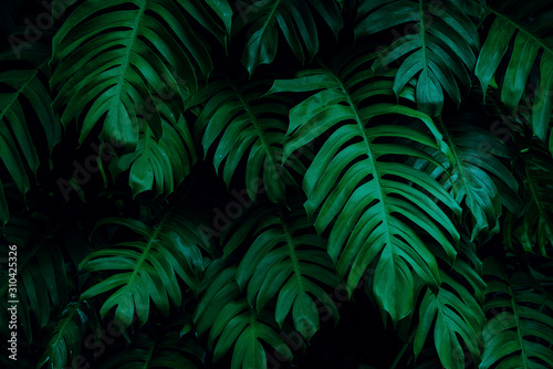 tropical leaves, dark green foliage in jungle, nature background photo
