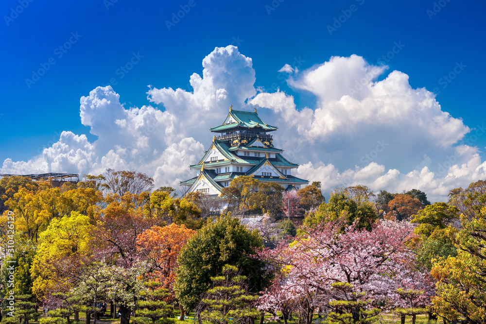 Fototapeta premium Cherry blossoms and castle in Osaka, Japan.