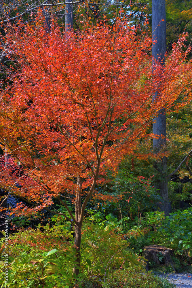 大原の紅葉 大原の紅葉