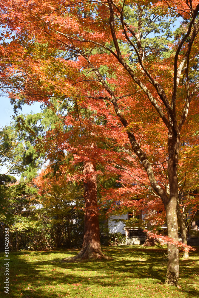 大原の紅葉 大原の紅葉